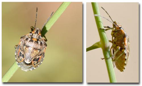 Réf. 233 087 : Holcogaster fibulata