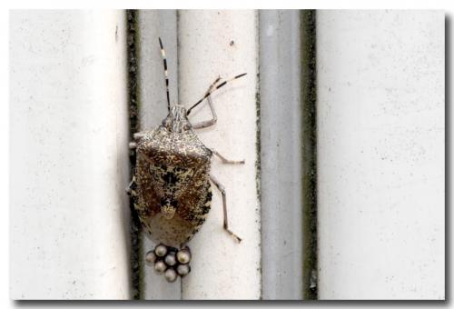 Rhaphigaster nebulosa