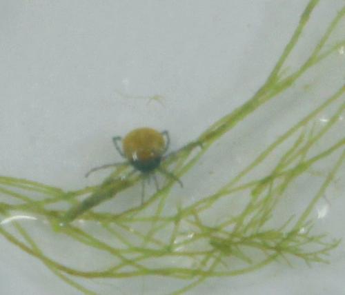 Réf. 233 118 : Lebertia natans