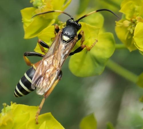 Diphyus amatorius