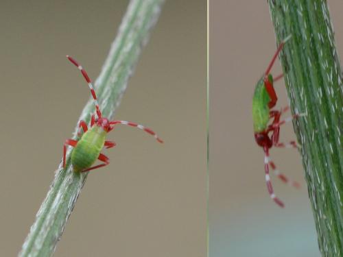 Réf. 233 341 : Adelphocoris vandalicus