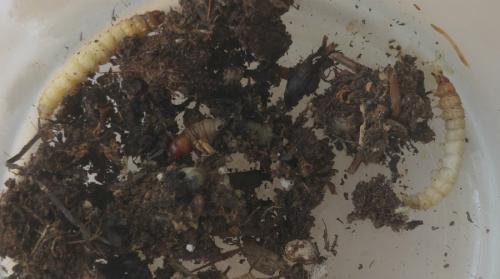 Réf. 233 090 : Pyralis farinalis