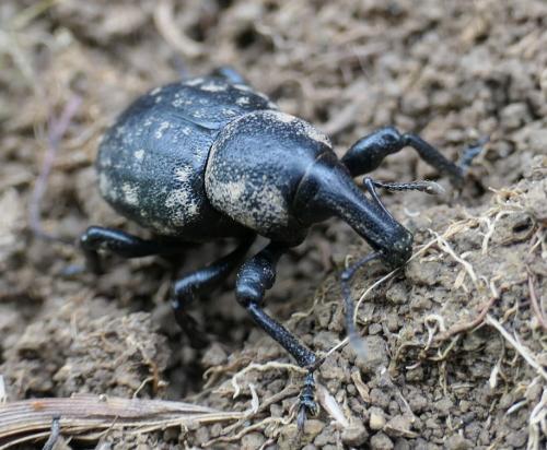 Liparus germanus