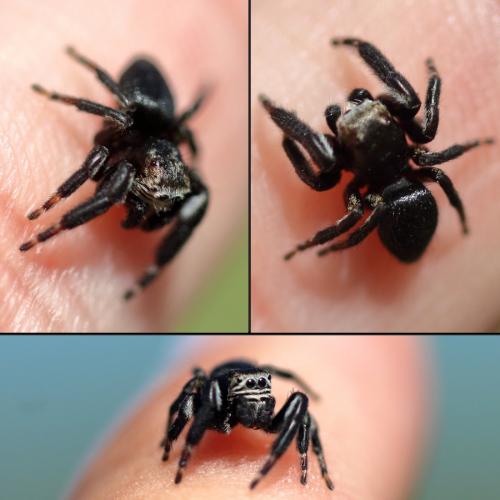 Evarcha arcuata