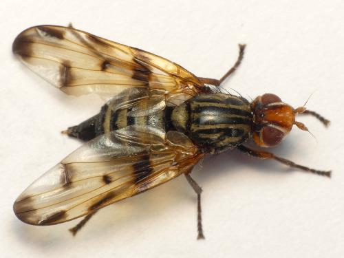 Otites porcus