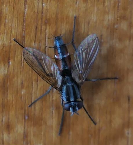 Réf. 233 419 : Mintho rufiventris