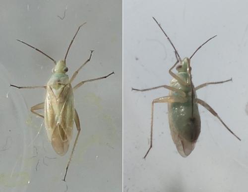 Phylini