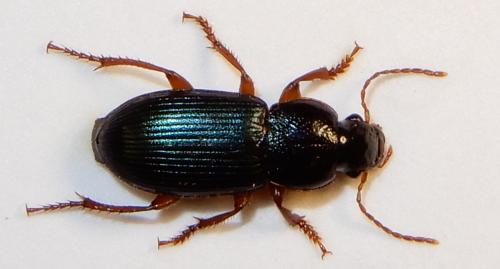 Réf. 233 039 : Ophonus azureus