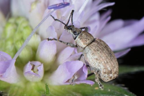 Réf. 233 943 : Peritelus sphaeroides