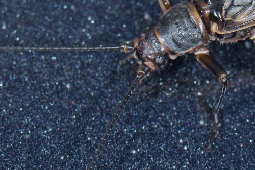 Brachyptera risi