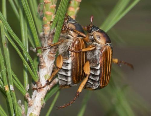 Amphimallon pini