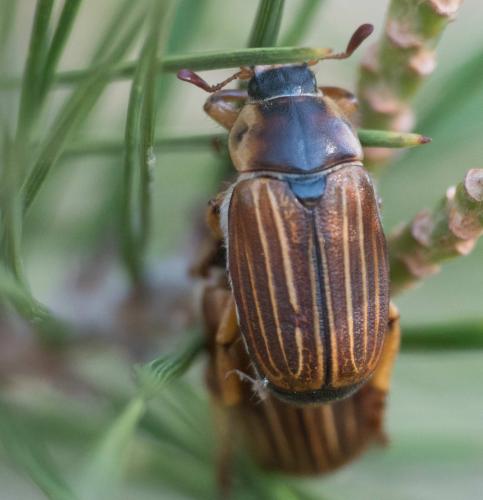 Amphimallon pini