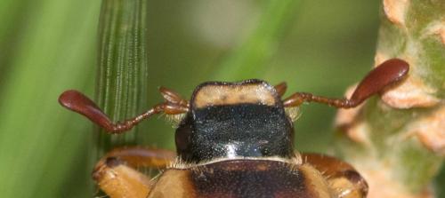 Amphimallon pini