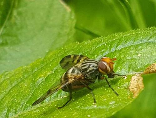 Otites porcus
