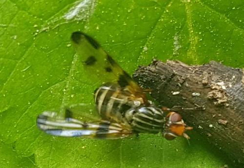 Otites porcus