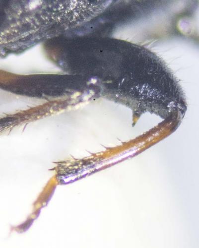 Réf. 233 399 : Megalonotus chiragra