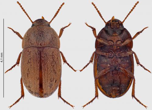 Pseudoseriscius pruinosus