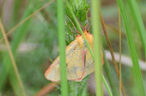 Réf. 233 645 : Diacrisia sannio