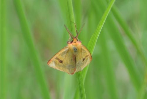 Diacrisia sannio