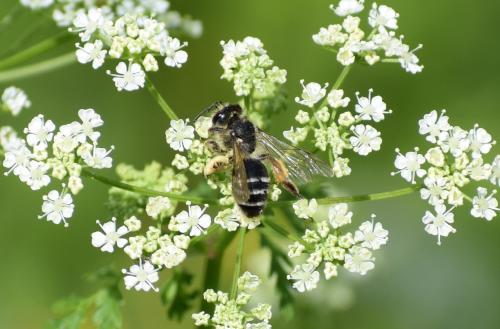 Andrena flavipes