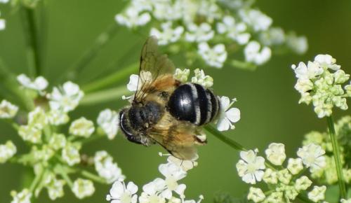 Andrena flavipes