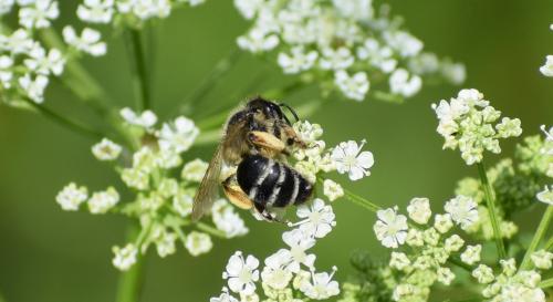 Andrena flavipes