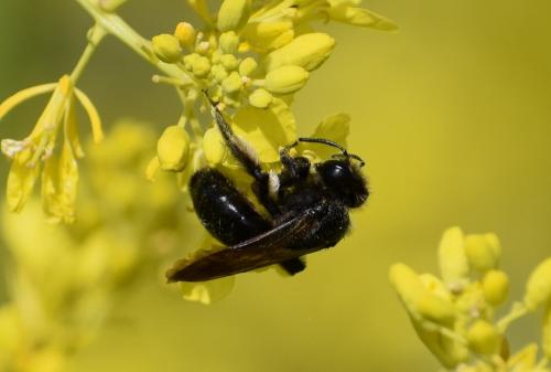Andrena nigrospina