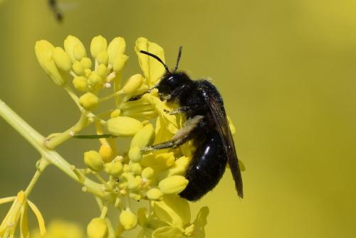 Andrena nigrospina