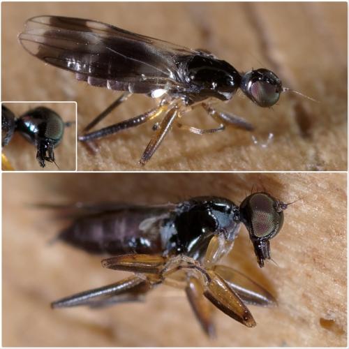 Réf. 233 688 : Tachydromia sp.
