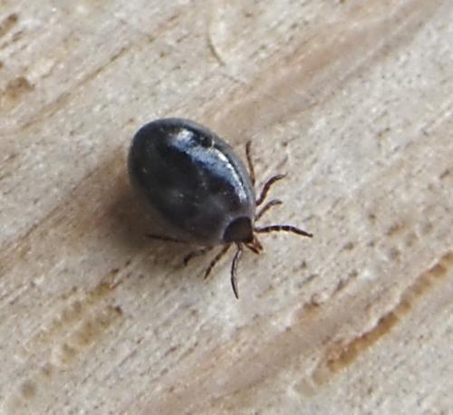 Ixodes ricinus