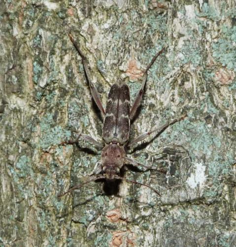 Xylotrechus stebbingi
