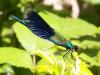 233924 – Photo : Didier VEYSSIERE – France (16)