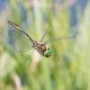 233958 – Photo : Gilles Creyssac – France (24)
