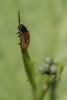 Drilus flavescens