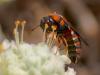 233937 – Photo : Danièle Tixier-Inrep – France (30)