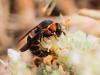 233941 – Photo : Danièle Tixier-Inrep – France (30)