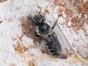 233857 – Photo : Danièle Tixier-Inrep – France (30)