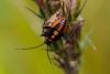 233468 – Photo : Pierre Duhem – France (83)