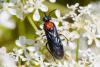 233526 – Photo : Pierre Duhem – France (83)