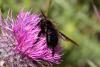 233545 – Photo : Pierre Duhem – France (83)