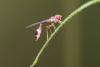 233868 – Photo : Pierre Duhem – France (95)