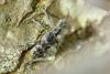 Rhagium sycophanta