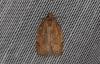 233988 – Photo : Lépido – France (80)