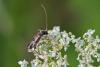 233749 – Photo : Marc Solari – France (68)
