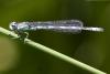 Coenagrion mercuriale