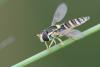 233745 – Photo : Didier Houbrechts – Belgique