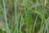 233056 – Photo : Bertrand Piney – France (44)