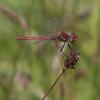 233752 – Photo : Bertrand Piney – France (44)