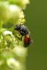 233340 – Photo : Olivier Pouvreau – France (86)