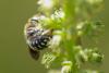 233581 – Photo : Olivier Pouvreau – France (86)
